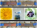 002_Collage-Husum