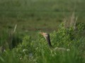 027_angespannt-b