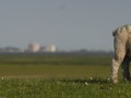 042_C_Bohnewald_Schaf-2