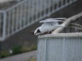 092_DSC07283