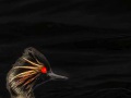085_J_Heinrich_23_Voegel-04