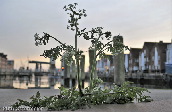 Husumer Binnenhafen